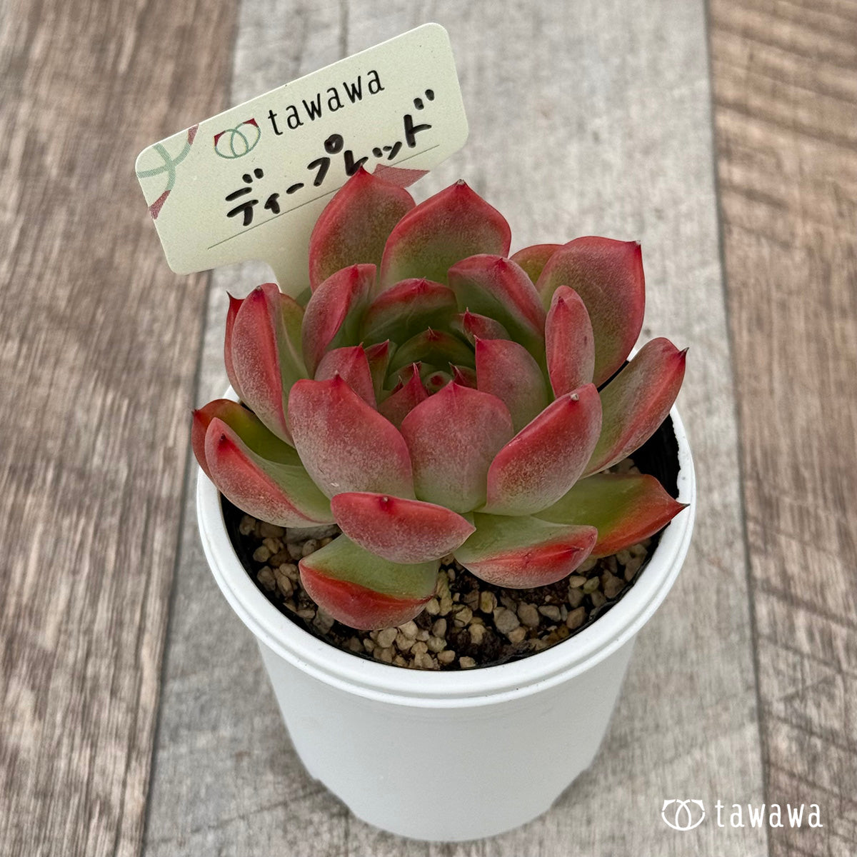 Deep Red [Tawawa House Seedling]