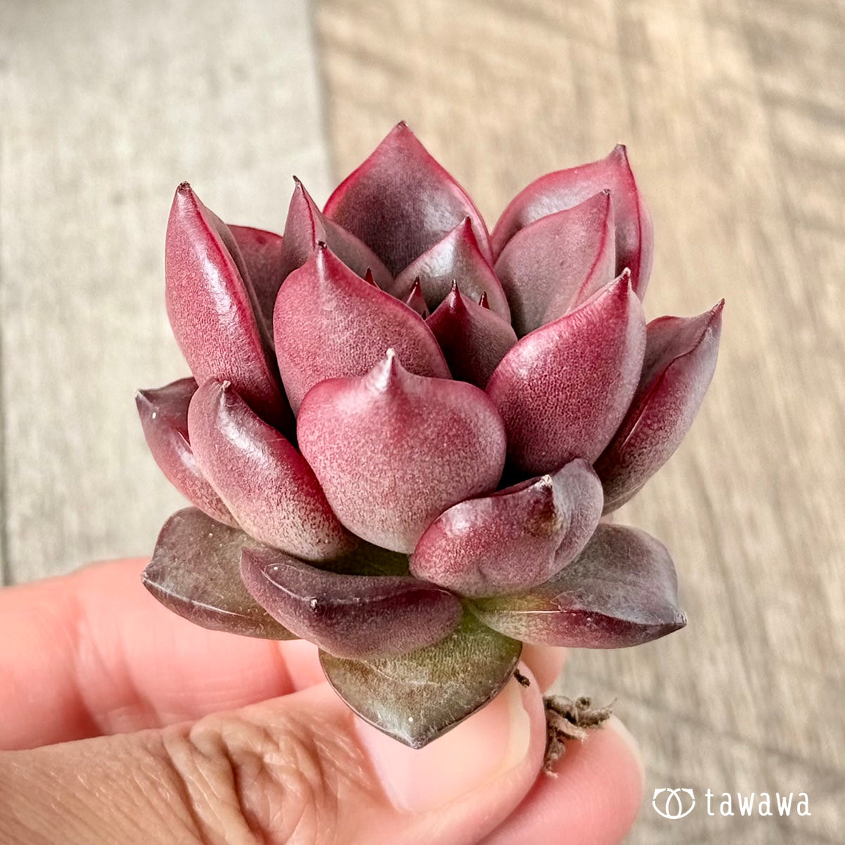 벚꽃 엔딩