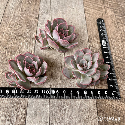 ＊新入荷＊　アールグレイ【子株付き】