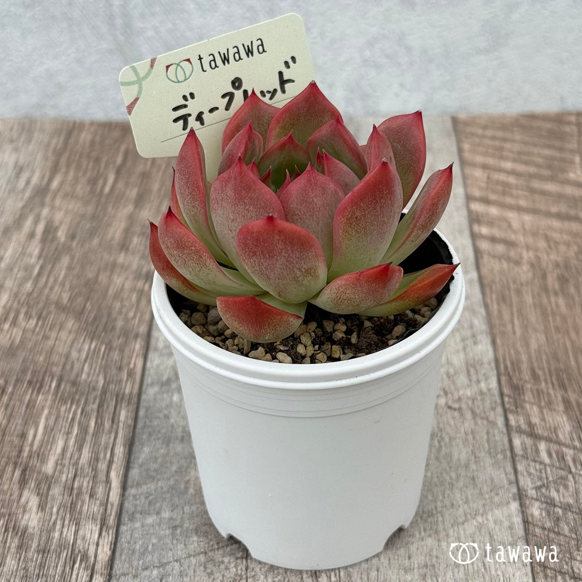Deep Red [Tawawa House Seedling]