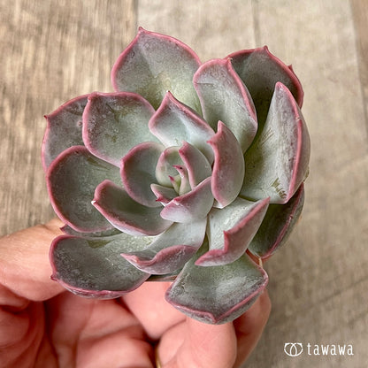 ＊新入荷＊　アールグレイ【子株付き】