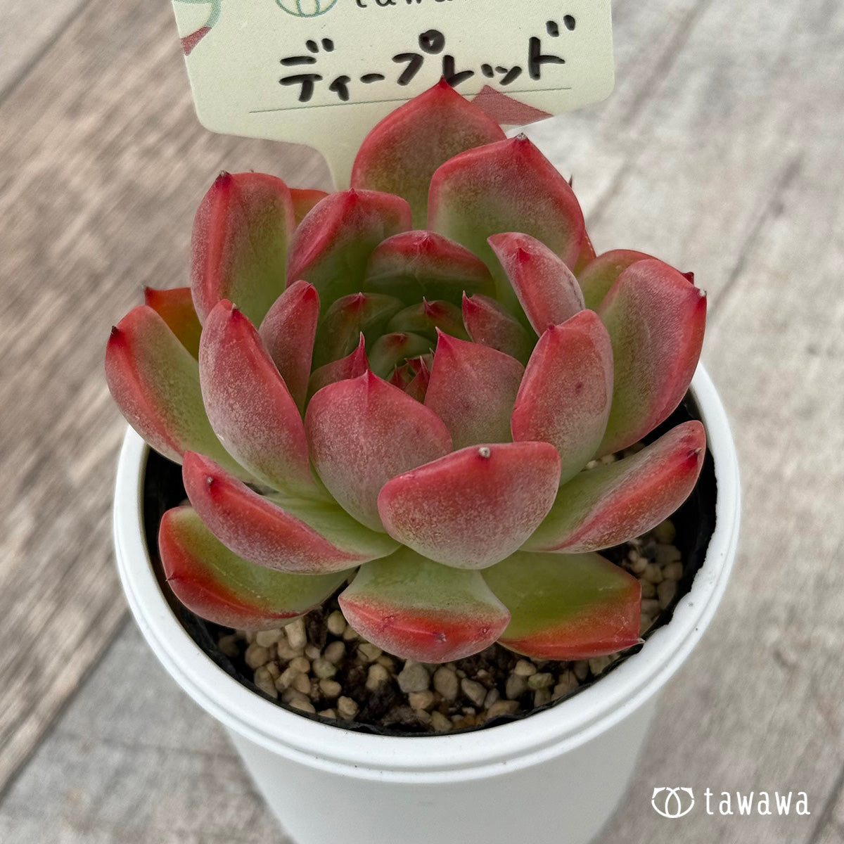 Deep Red [Tawawa House Seedling]