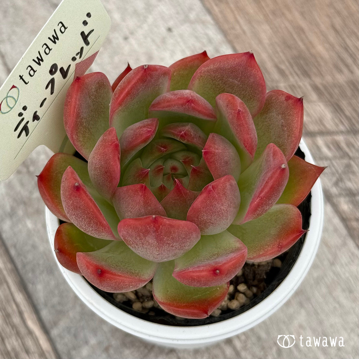 Deep Red [Tawawa House Seedling]