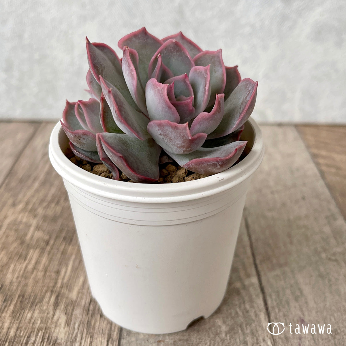 ＊新入荷＊　アールグレイ【子株付き】