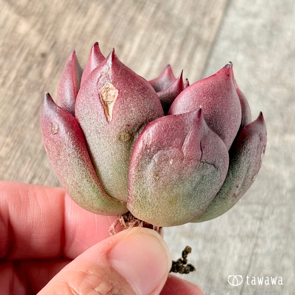 벚꽃 엔딩