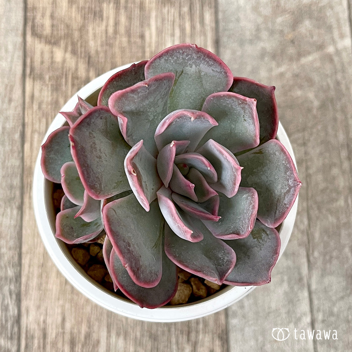 ＊新入荷＊　アールグレイ【子株付き】