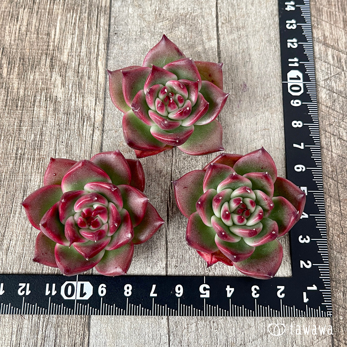 ＊新入荷＊　ガルシア