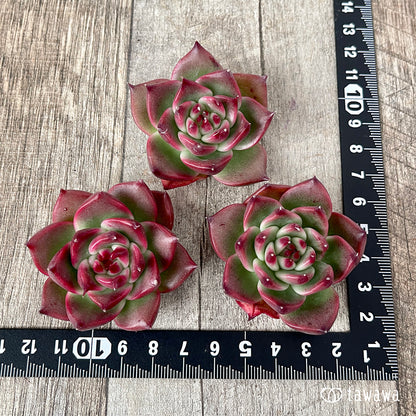 ＊新入荷＊　ガルシア