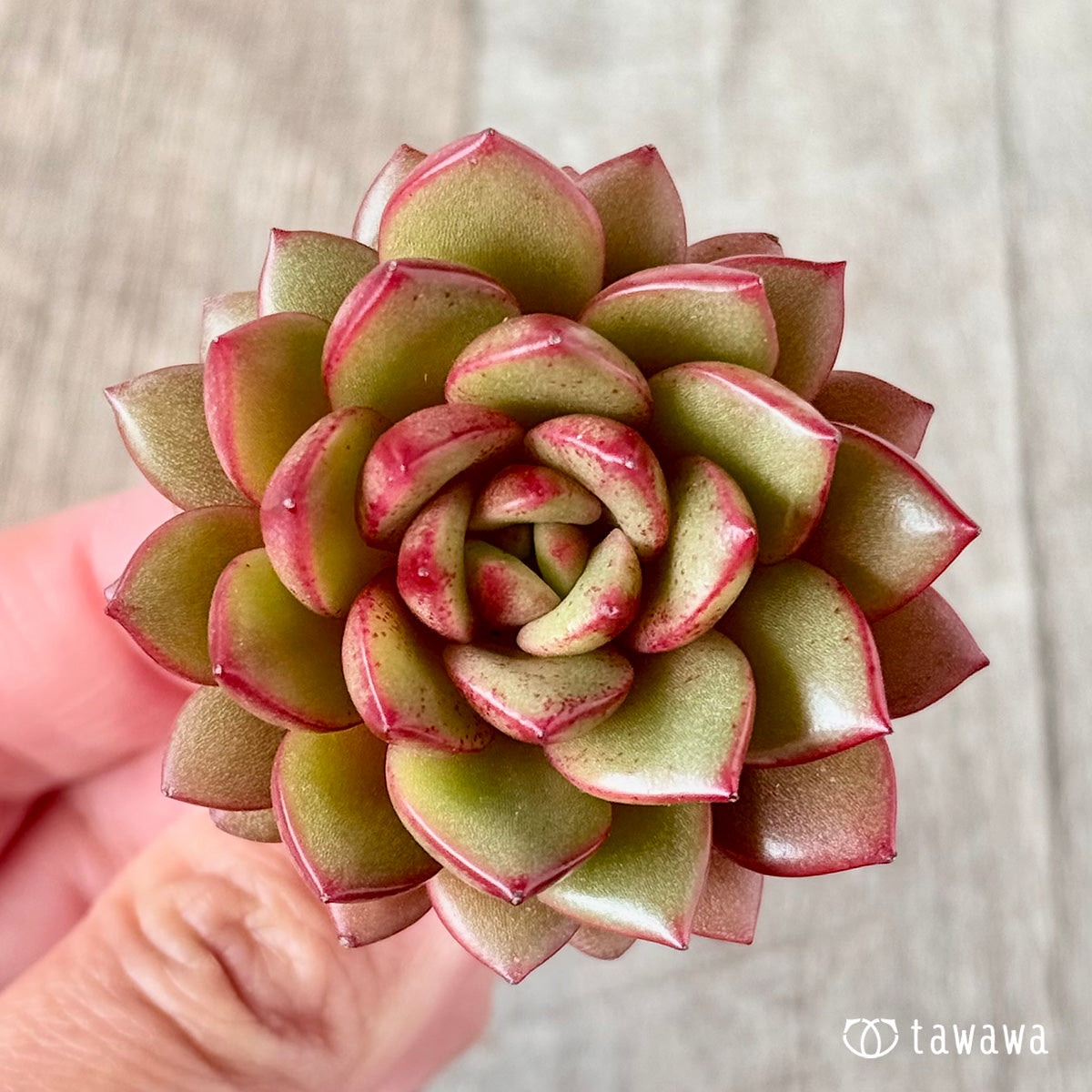 벚꽃 엔딩