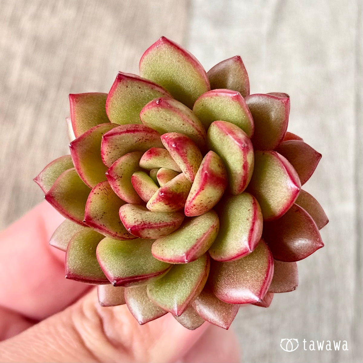 벚꽃 엔딩