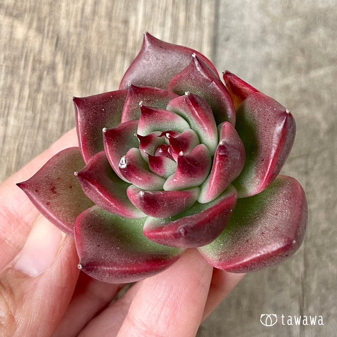 ＊新入荷＊　ガルシア