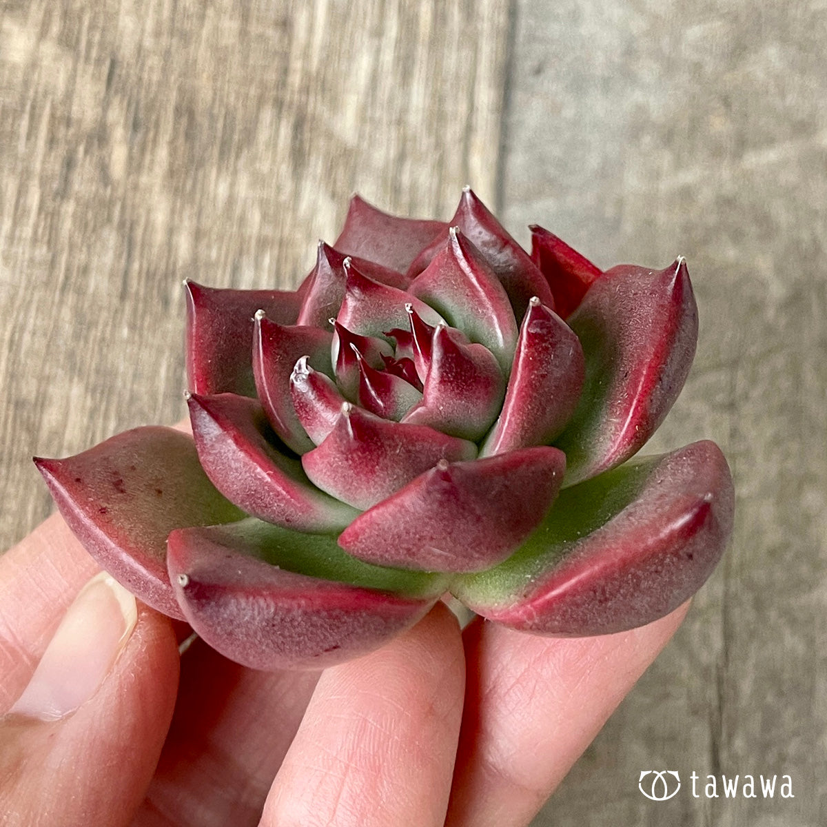 ＊新入荷＊　ガルシア