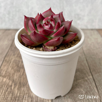 ＊新入荷＊　ガルシア