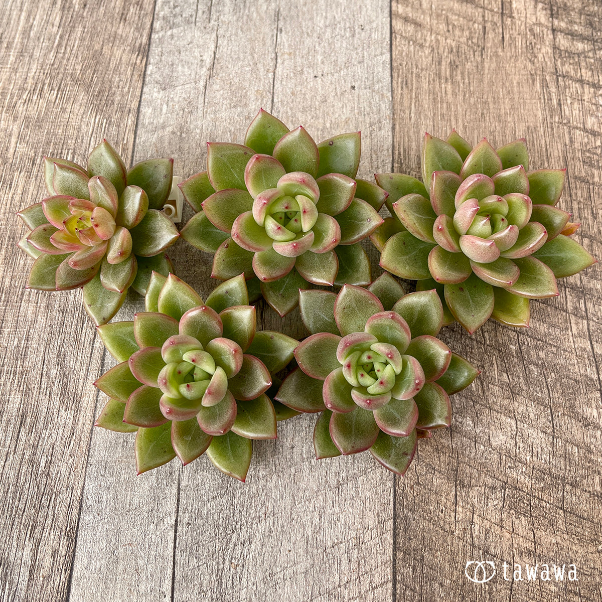 ＊新入荷＊　ラジュ