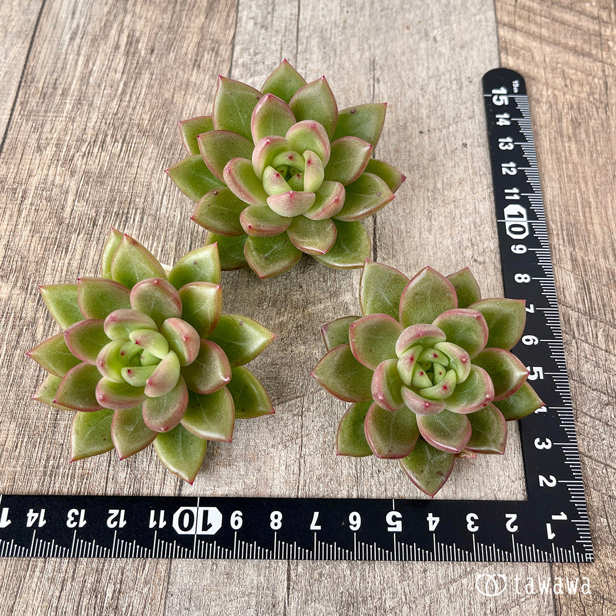 ＊新入荷＊　ラジュ