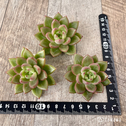 ＊新入荷＊　ラジュ