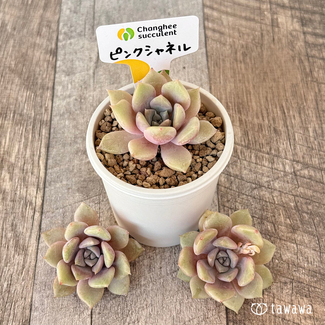 ＊新入荷＊　ピンクシャネル【単頭苗】（チャンヒー農園苗）