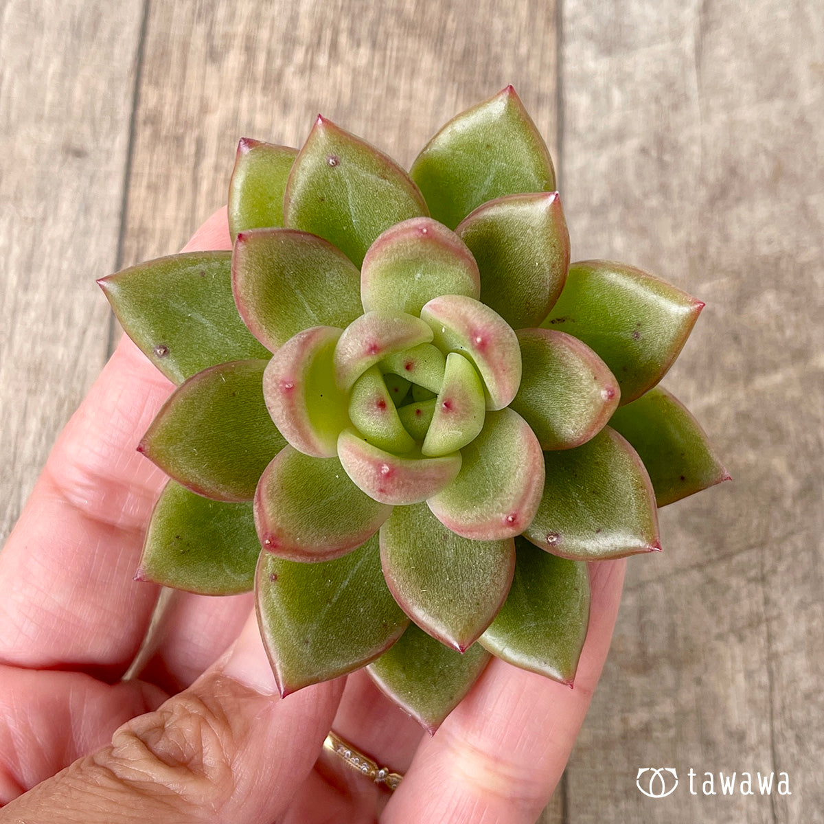 ＊新入荷＊　ラジュ