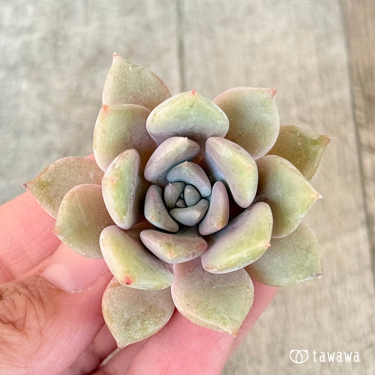 New Arrivals: Ice Green