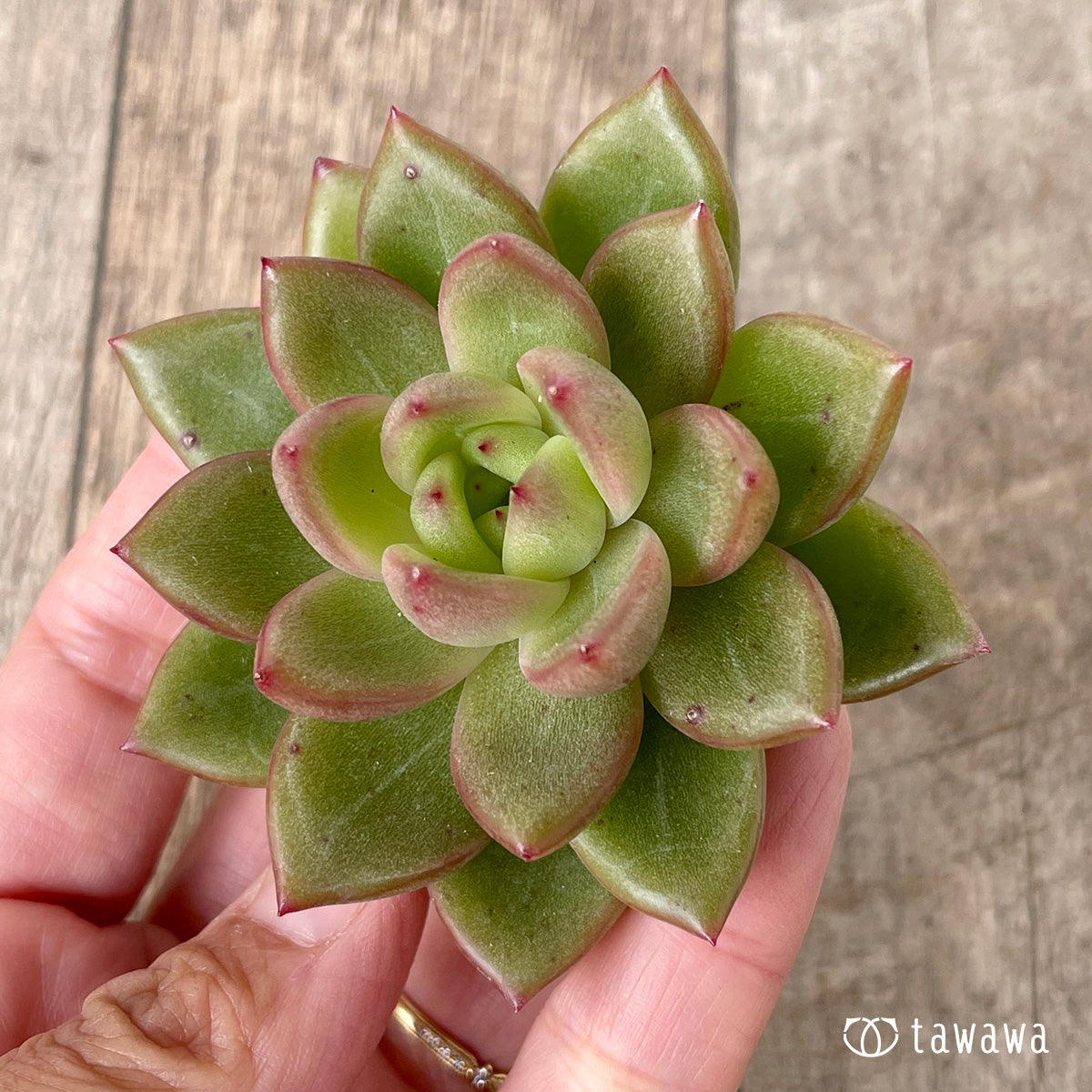 ＊新入荷＊　ラジュ