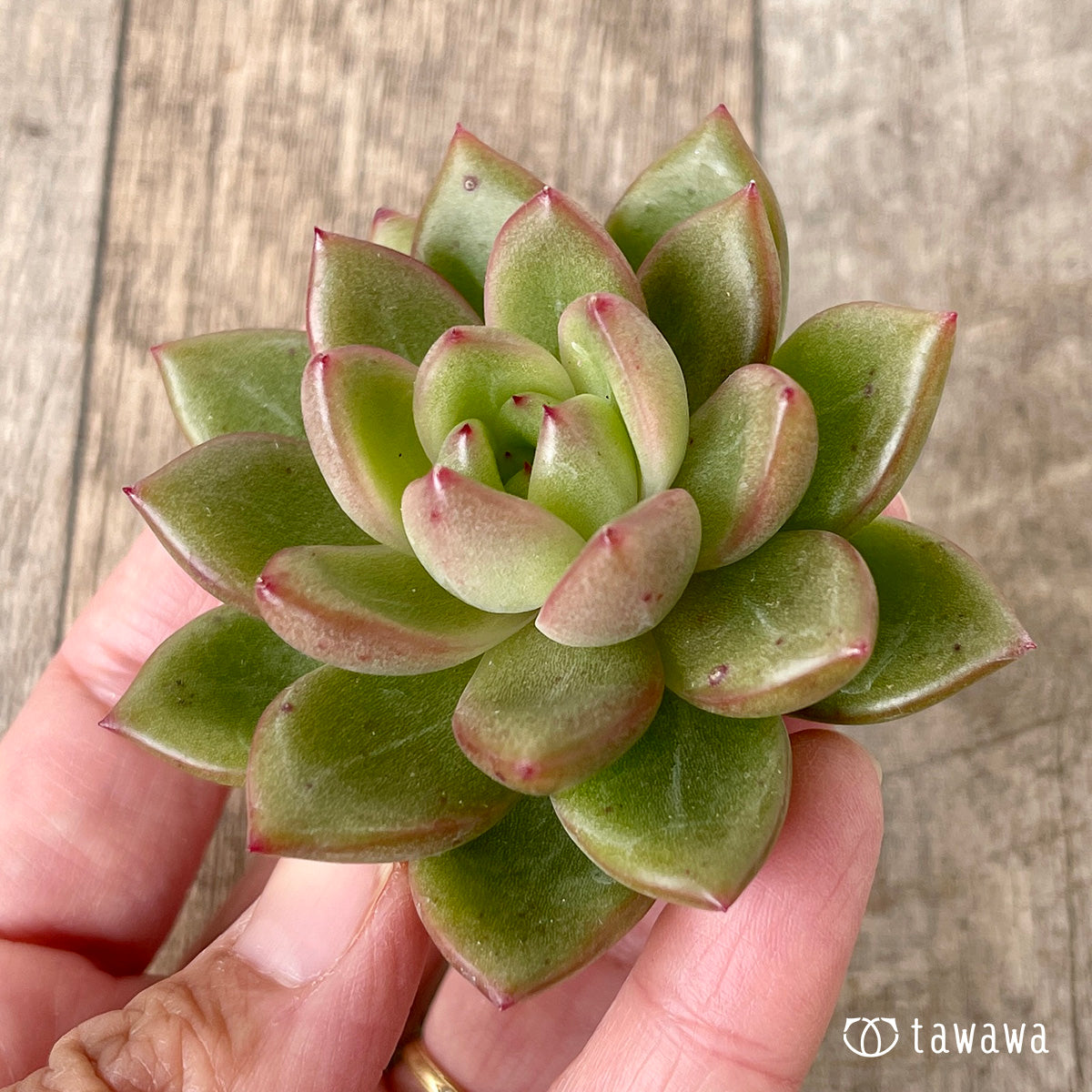 ＊新入荷＊　ラジュ