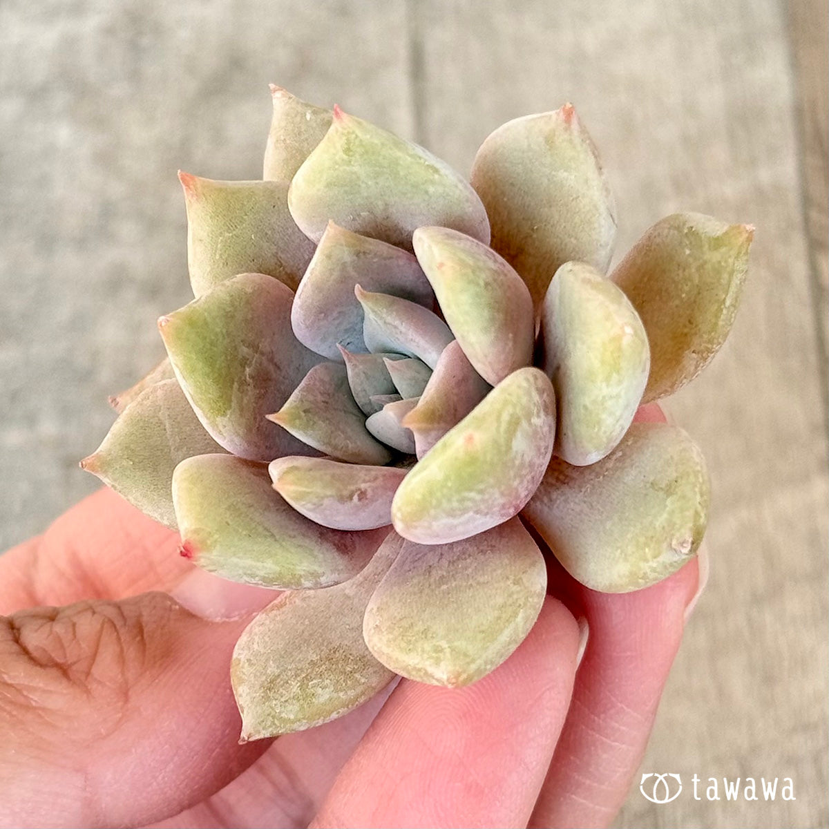 New Arrivals: Ice Green