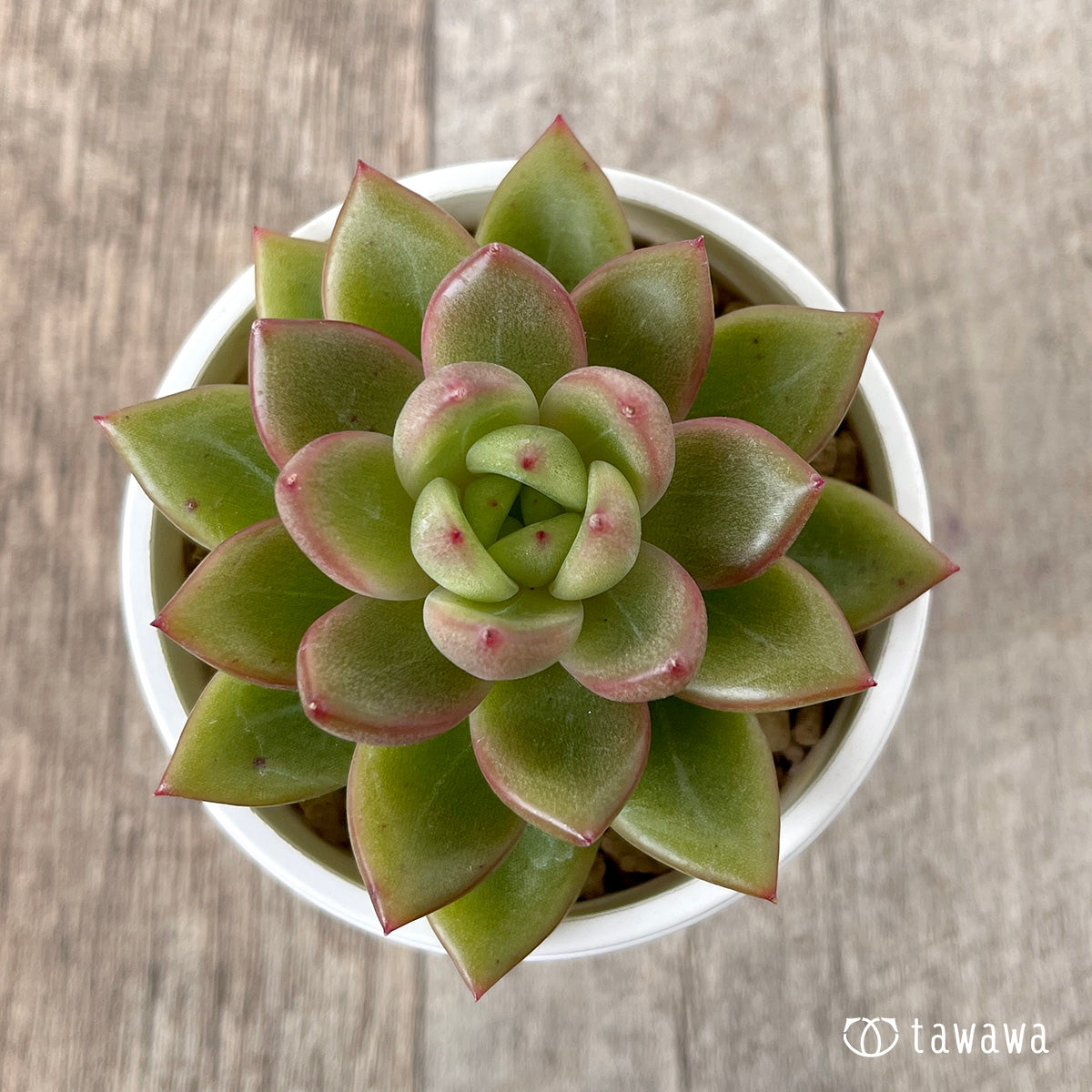 ＊新入荷＊　ラジュ