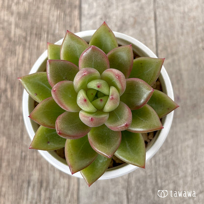 ＊新入荷＊　ラジュ