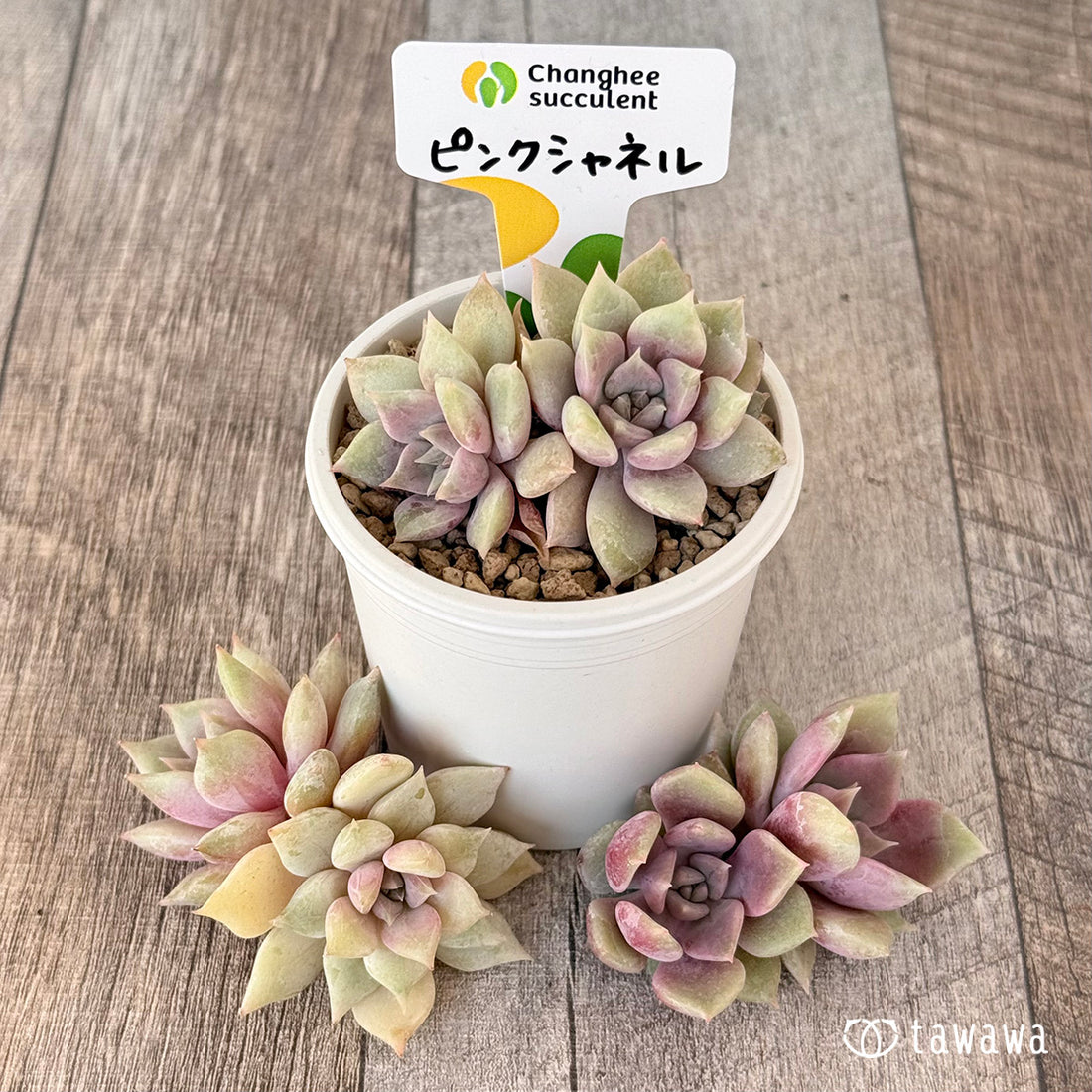 New Arrivals: Ice Green