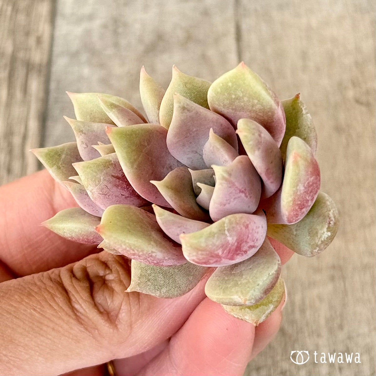 New Arrivals: Ice Green
