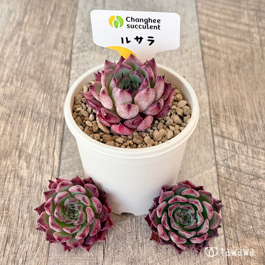 ＊新入荷＊　ルサラ（チャンヒー農園苗）