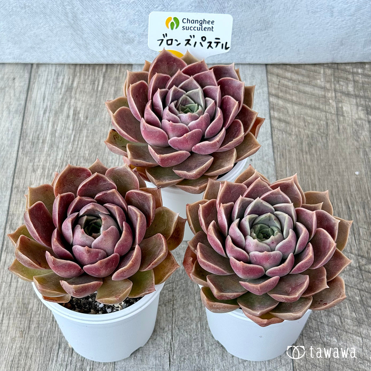 New Arrivals: Ice Green