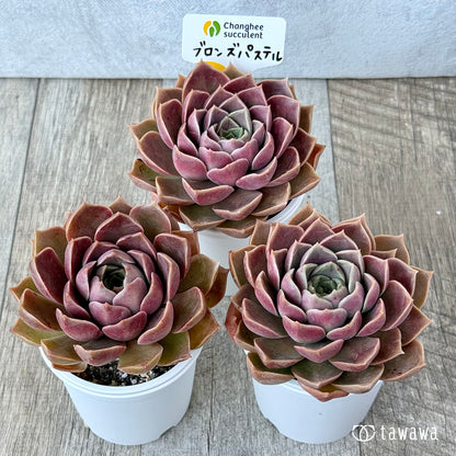 New Arrivals: Ice Green