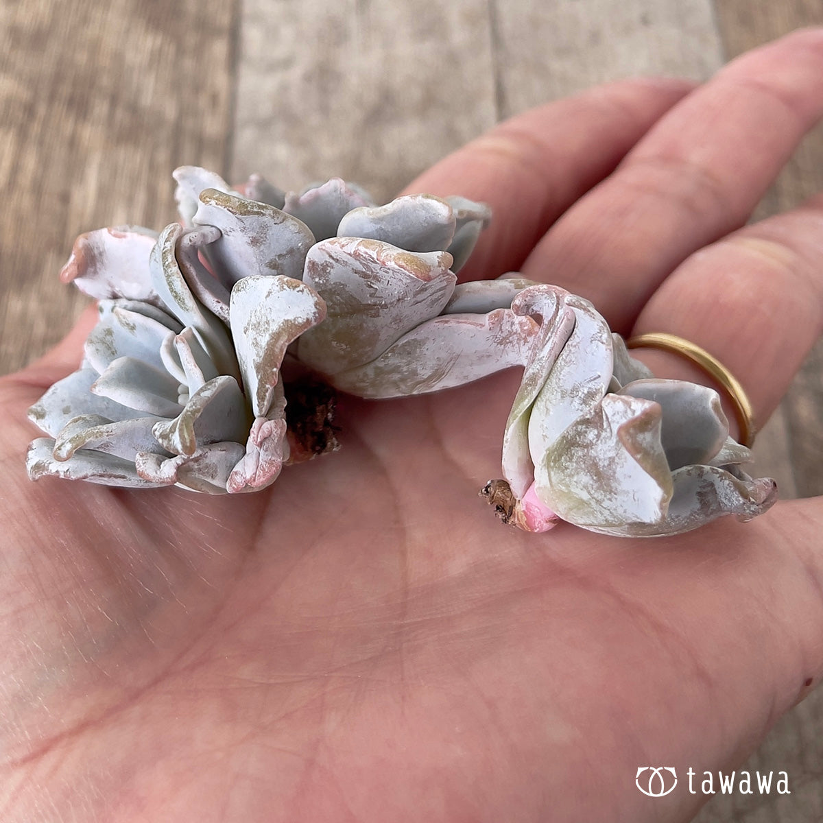 ＊新入荷＊　クリスペイトビューティー【多頭】