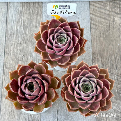 New Arrivals: Ice Green