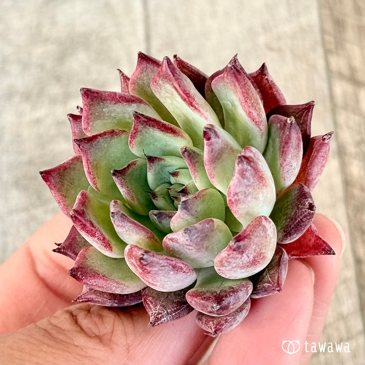 ＊新入荷＊　ルサラ（チャンヒー農園苗）