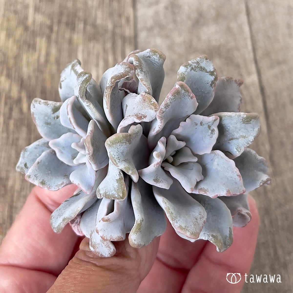 ＊新入荷＊　クリスペイトビューティー【多頭】