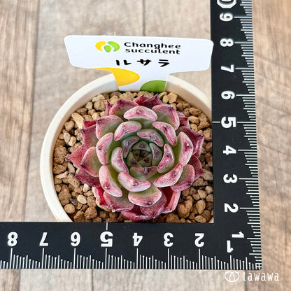 ＊新入荷＊　ルサラ（チャンヒー農園苗）