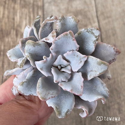 ＊新入荷＊　クリスペイトビューティー【多頭】