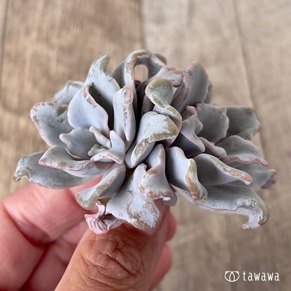 ＊新入荷＊　クリスペイトビューティー【多頭】