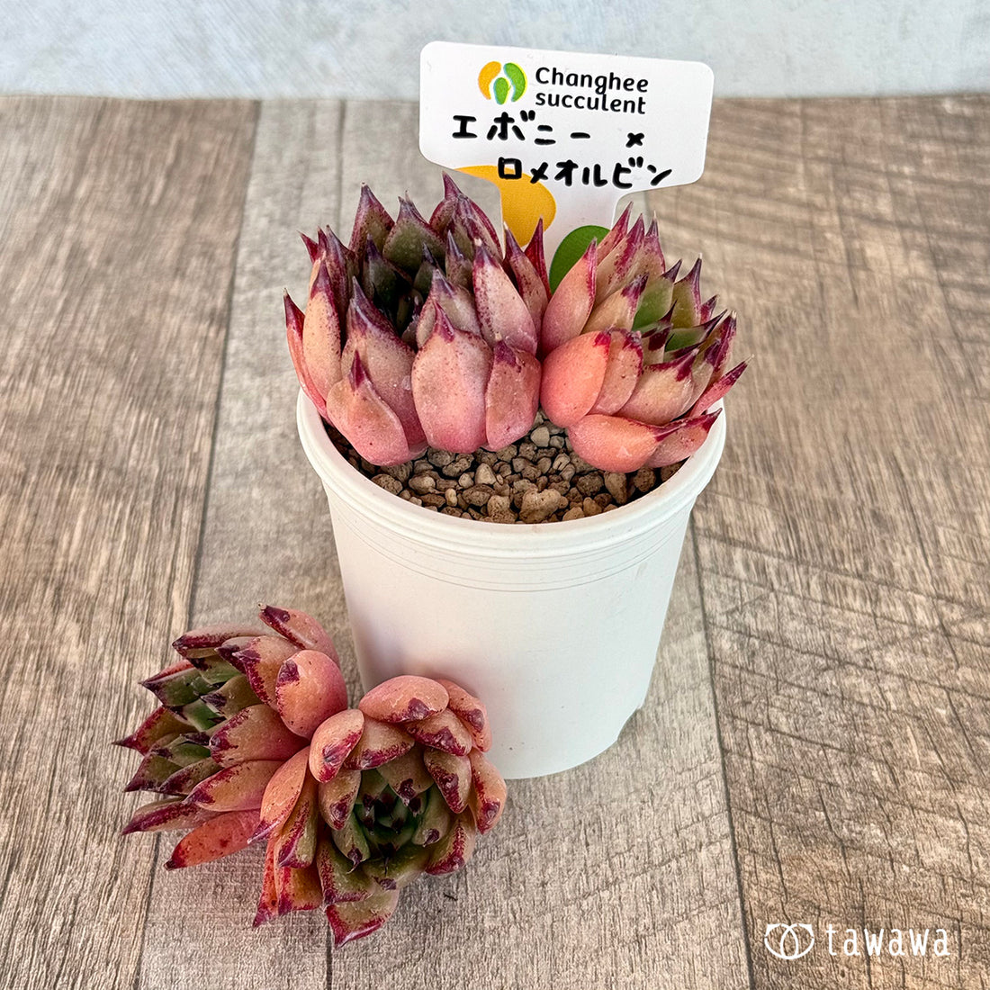 ＊新入荷＊　エボニー×ロメオルビン【双頭苗】（チャンヒー農園苗）