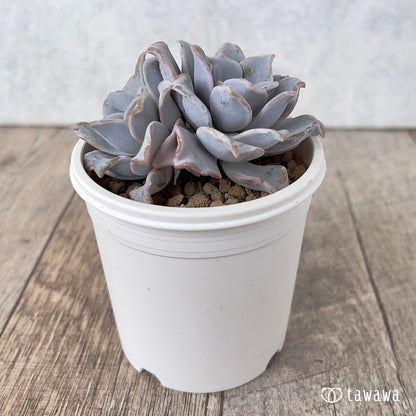 ＊新入荷＊　クリスペイトビューティー【多頭】