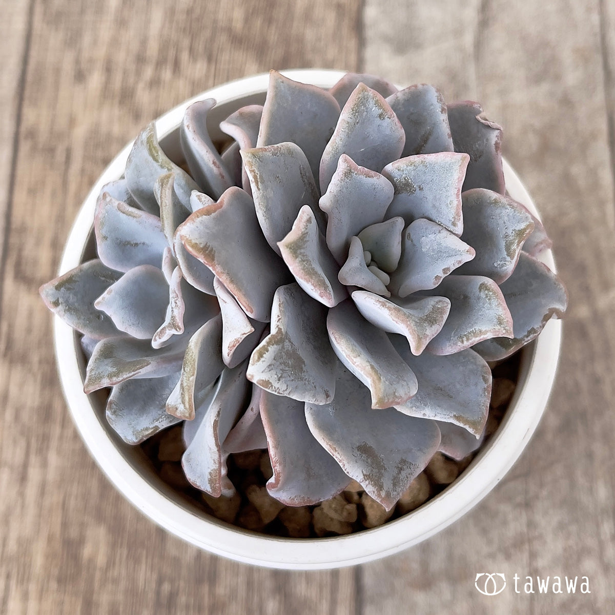 ＊新入荷＊　クリスペイトビューティー【多頭】