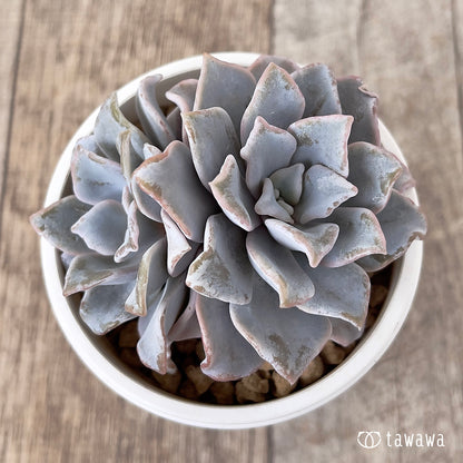 ＊新入荷＊　クリスペイトビューティー【多頭】