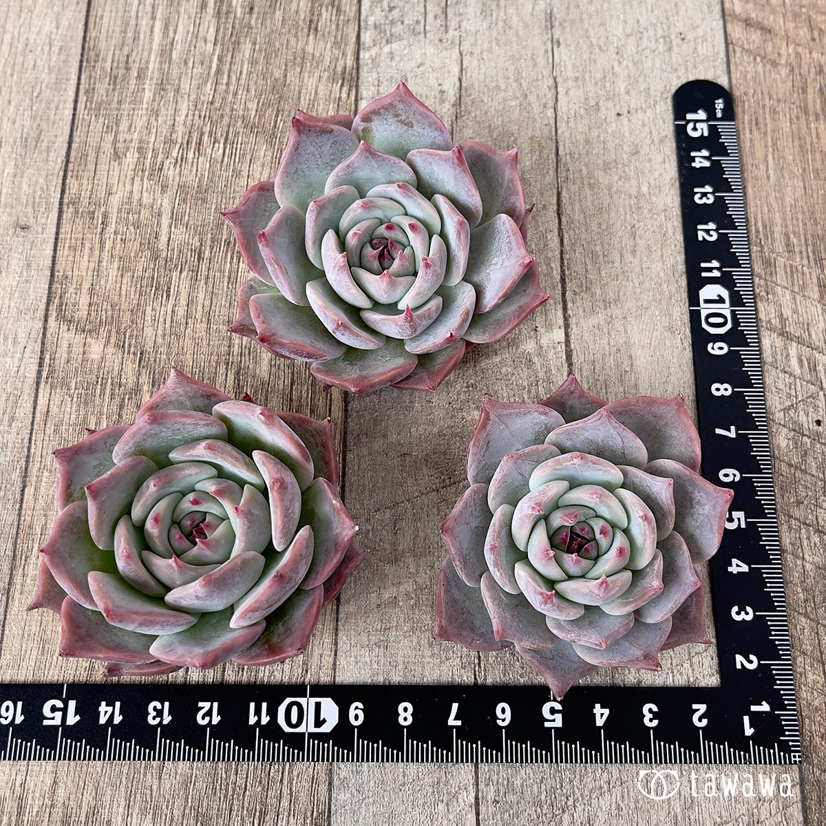 ＊新入荷＊　ピカチュウ