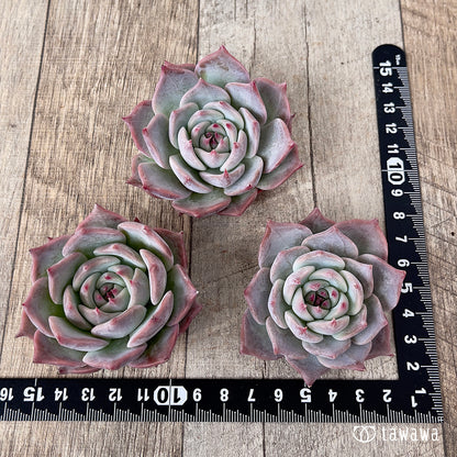 ＊新入荷＊　ピカチュウ