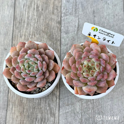 New Arrivals: Ice Green