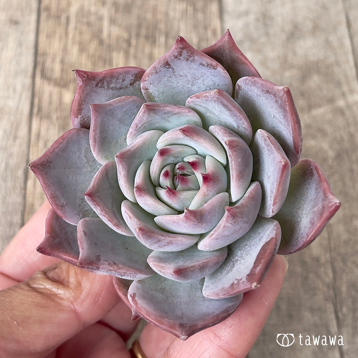 ＊新入荷＊　ピカチュウ