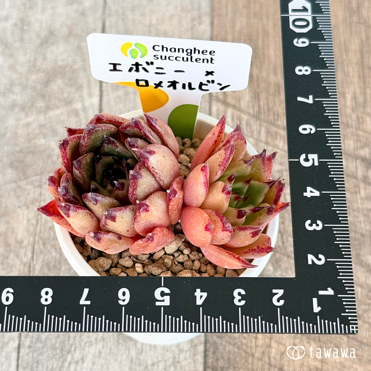 ＊新入荷＊　エボニー×ロメオルビン【双頭苗】（チャンヒー農園苗）