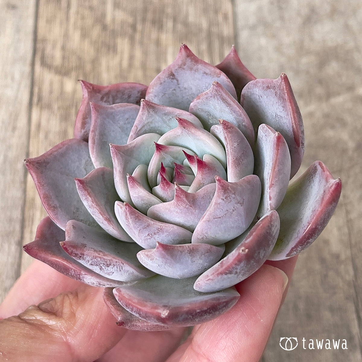 ＊新入荷＊　ピカチュウ